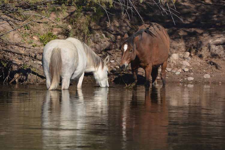 horses